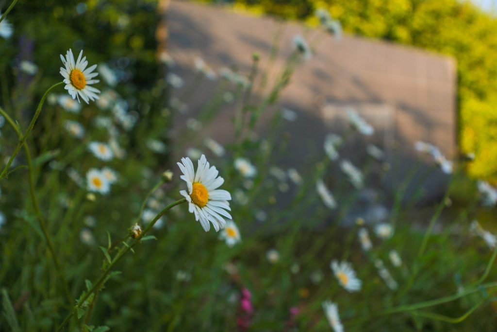 GARDEN DESIGN IN LANCASHIRE - MJM STUDIO