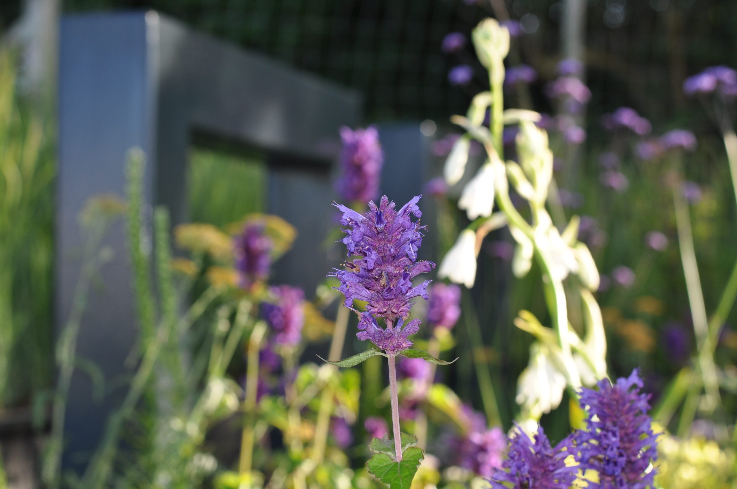 GARDEN DESIGN CHESHIRE - MJM STUDIO