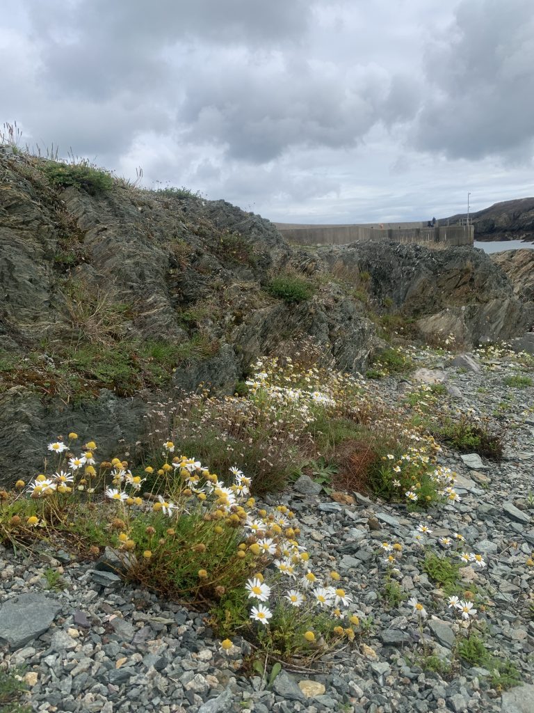 Coastal Garden design North Wales - MJM STUDIO